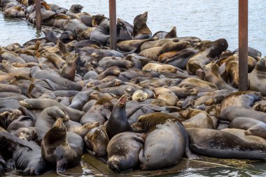 Kuzeybatı Pasifik deniz aslanları ve mühürler