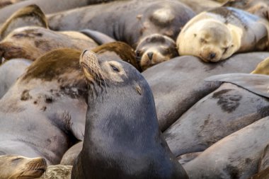 Kuzeybatı Pasifik deniz aslanları ve mühürler