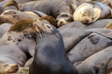 Kuzeybatı Pasifik deniz aslanları ve mühürler