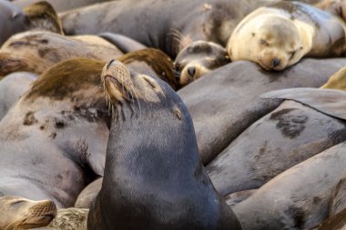 Kuzeybatı Pasifik deniz aslanları ve mühürler