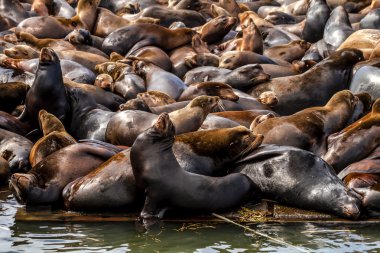 Kuzeybatı Pasifik deniz aslanları ve mühürler