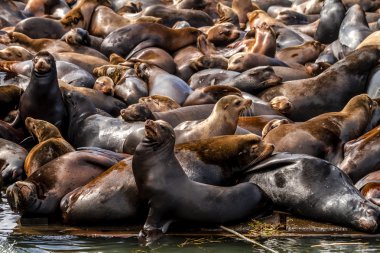 Kuzeybatı Pasifik deniz aslanları ve mühürler
