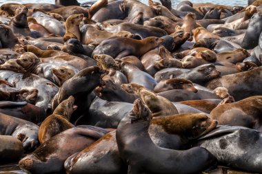 Kuzeybatı Pasifik deniz aslanları ve mühürler