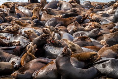 Kuzeybatı Pasifik deniz aslanları ve mühürler