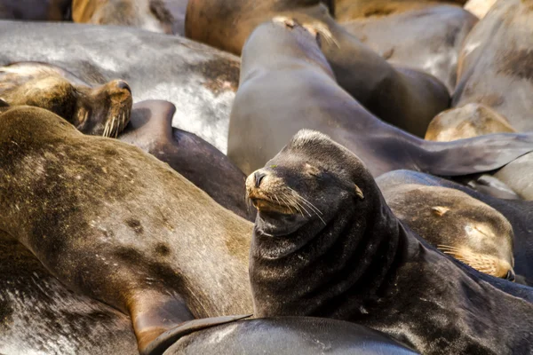 Oceano Pacífico Noroeste Leões e Selos — Fotografia de Stock