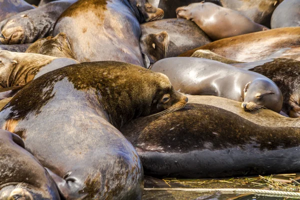 Pacific Northwest Sea Lions and Seals — Stock Photo, Image