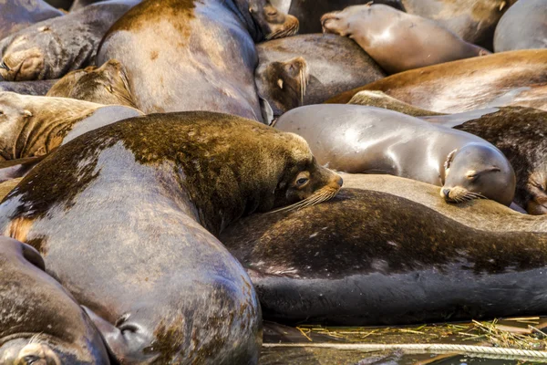 Oceano Pacífico Noroeste Leões e Selos — Fotografia de Stock