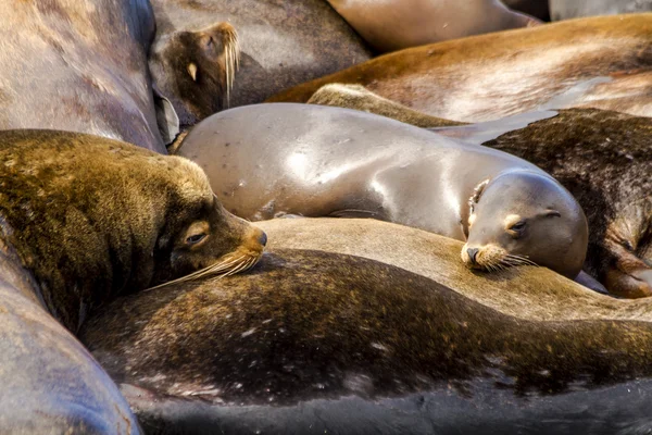 Pacific Northwest Sea Lions and Seals — Stock Photo, Image