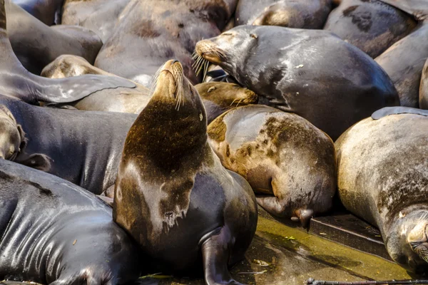 Lions et phoques de la mer du Nord-Ouest — Photo