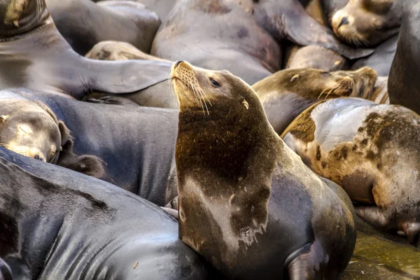 Pacific Northwest Sea Lions and Seals — Stock Photo, Image