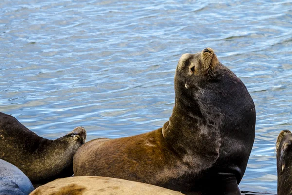 Pacific Northwest Sea Lions and Seals — Stock Photo, Image