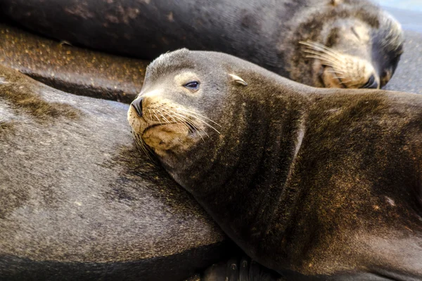 Pacific Northwest Sea Lions and Seals — Stock Photo, Image