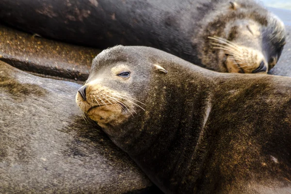 Pacific Northwest Sea Lions and Seals — Stock Photo, Image