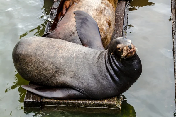 Pacific Northwest sjölejon och sälar — Stockfoto