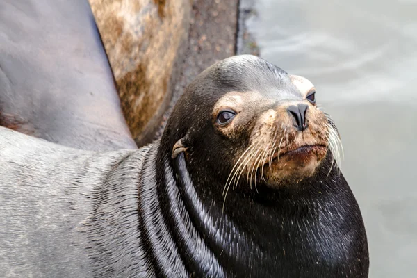 Pacific Northwest sjölejon och sälar — Stockfoto