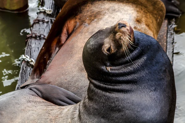 Lwy morskie Pacific Northwest i uszczelnienia — Zdjęcie stockowe