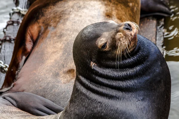 Pacific Northwest Sea Leones y focas — Foto de Stock