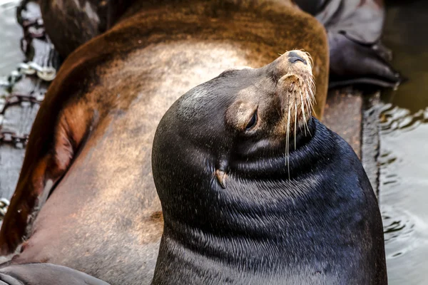 Pacific Northwest sjölejon och sälar — Stockfoto