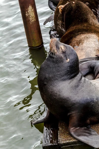 Pacific Northwest Sea Leones y focas —  Fotos de Stock