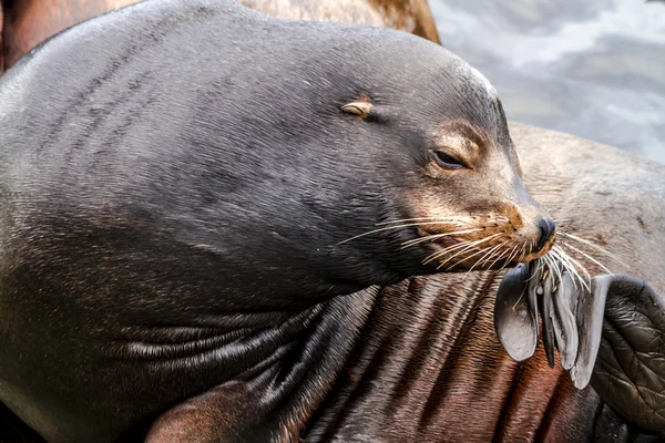 Pacific Northwest Sea Leones y focas —  Fotos de Stock
