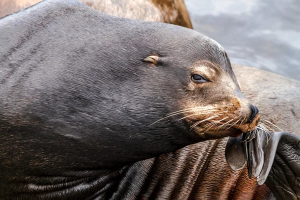 Pacific Northwest Sea Lions and Seals