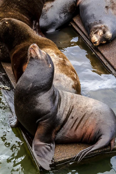 Pacific Northwest Sea Lions and Seals — Stock Photo, Image