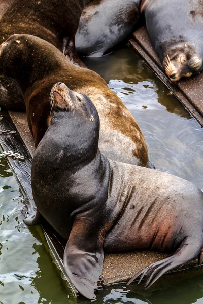 Pacifik severozápadní lvounů a těsnění — Stock fotografie