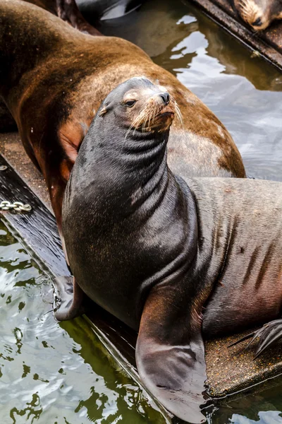 Pacifik severozápadní lvounů a těsnění — Stock fotografie