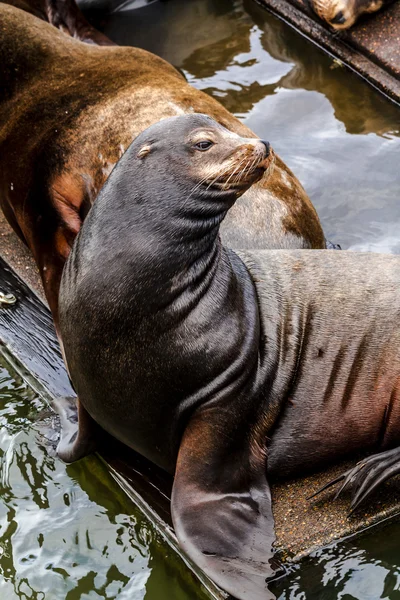 Pacific Northwest sjölejon och sälar — Stockfoto