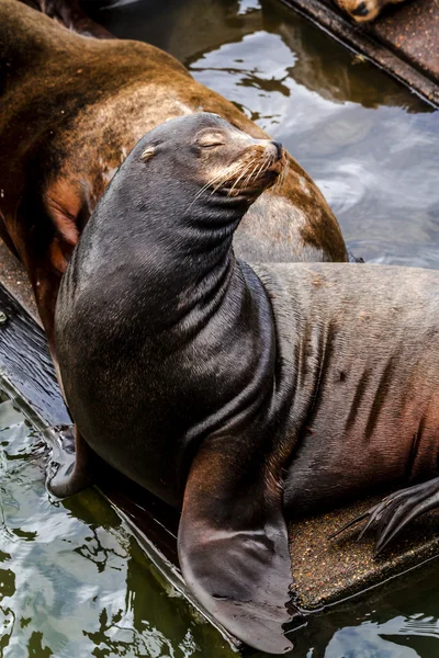 Pacific Northwest sjölejon och sälar — Stockfoto