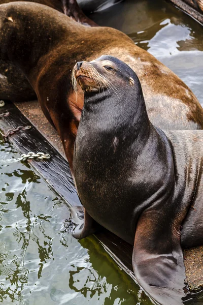 Pacifik severozápadní lvounů a těsnění — Stock fotografie