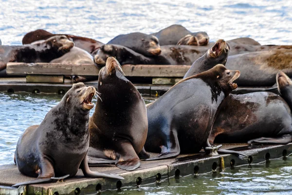 Pacific Northwest zeeleeuwen en zeehonden — Stockfoto