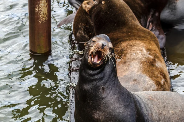 Oceano Pacífico Noroeste Leões e Selos — Fotografia de Stock