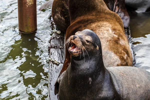 Oceano Pacífico Noroeste Leões e Selos — Fotografia de Stock