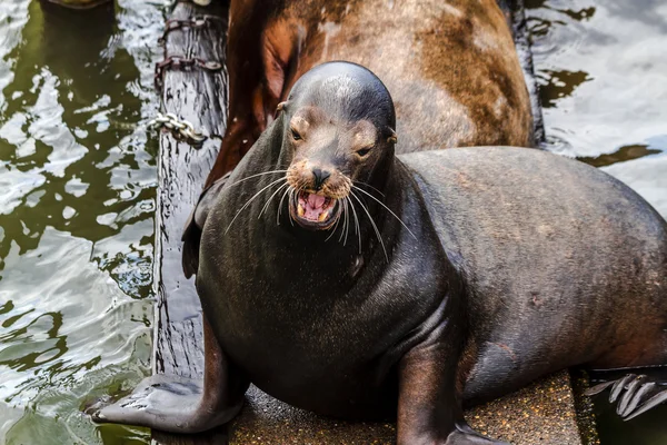 Lwy morskie Pacific Northwest i uszczelnienia — Zdjęcie stockowe