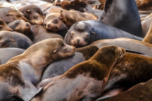 Oceano Pacífico Noroeste Leões e Selos — Fotografia de Stock