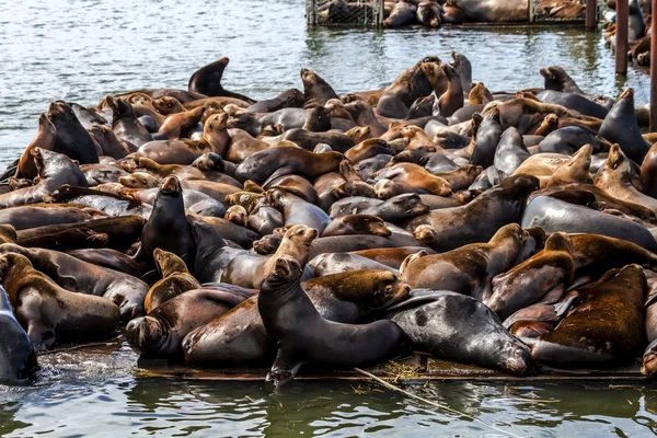 Pacific Northwest zeeleeuwen en zeehonden — Stockfoto