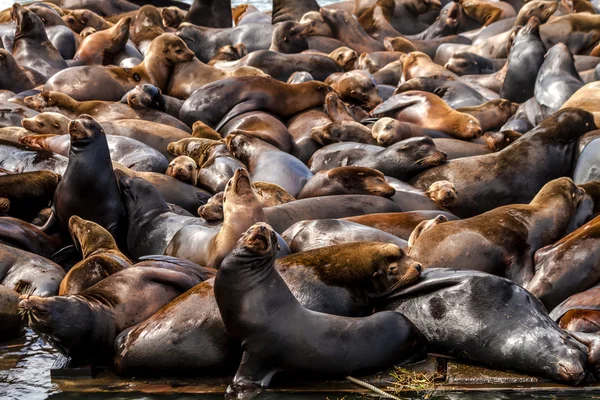 퍼시픽 노스 웨스트 바다 사자와 물개 — 스톡 사진