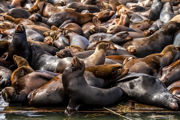 Pacific Northwest Sea Lions and Seals — Stock Photo, Image