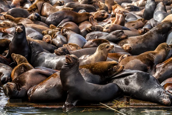 Pacific Northwest zeeleeuwen en zeehonden — Stockfoto