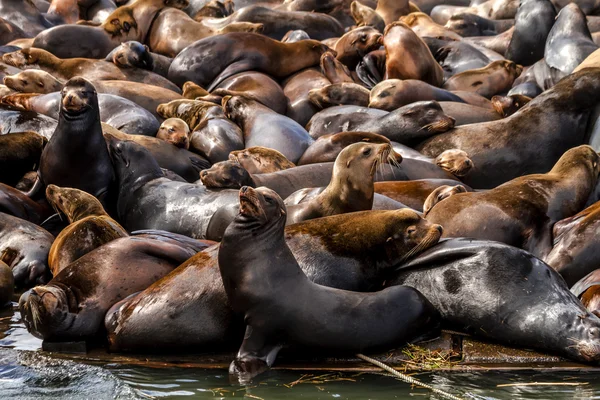 Oceano Pacífico Noroeste Leões e Selos — Fotografia de Stock