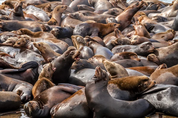 Oceano Pacífico Noroeste Leões e Selos — Fotografia de Stock