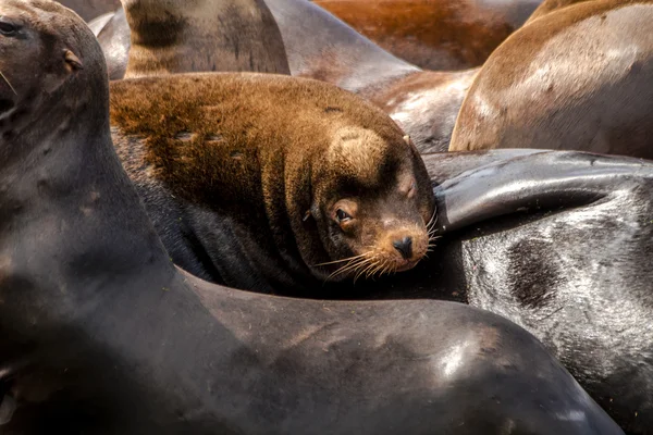 Pacific Northwest zeeleeuwen en zeehonden — Stockfoto