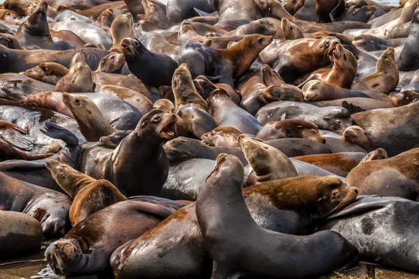 Тихоокеанские львы и тюлени — стоковое фото