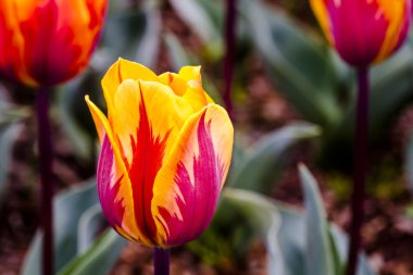 Skagit Vadisi Oregon Tulip alanları