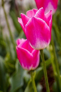 Skagit Vadisi Oregon Tulip alanları