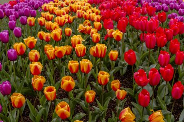 Skagit Vadisi Oregon Tulip alanları