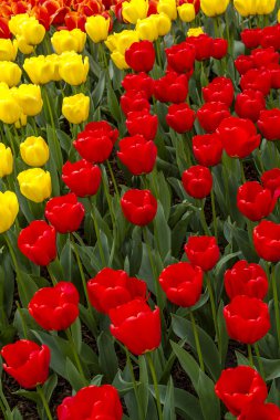 Skagit Vadisi Oregon Tulip alanları