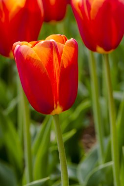 Skagit Vadisi Oregon Tulip alanları