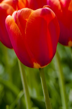 Skagit Vadisi Oregon Tulip alanları